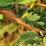 Senegalia senegal Лист