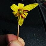 Erythronium americanum Цвят
