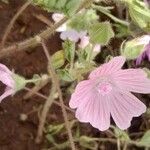 Malva hispanica फूल