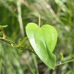 Smilax walteri Leaf