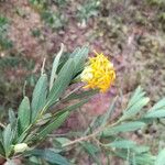 Lasiosiphon glaucus Flor