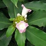 Costus aferFiore