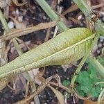 Amsonia tabernaemontana Blad