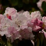 Rhododendron oreodoxa Flors