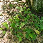 Arum megobrebi Lobin et al.Leaf