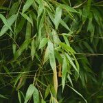 Phyllostachys viridiglaucescens Blatt