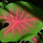 Caladium bicolor Leaf