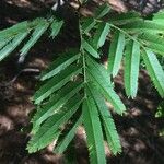 Albizia niopoides পাতা