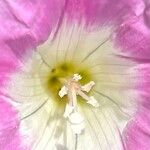 Calystegia hederacea Flor