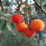 Arbutus unedo Плід