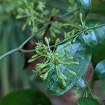 Smilax auriculata