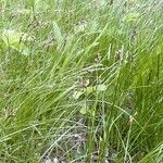 Carex praecox Habit