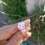 Armeria maritima Blüte