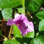 Ipomoea cairica പുഷ്പം