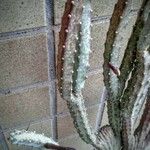 Peniocereus greggii Blatt