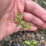 Veronica peregrina Leaf