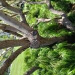 Searsia lancea Rinde
