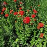 Lychnis chalcedonica Buveinė