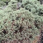 Arctostaphylos columbiana ᱛᱟᱦᱮᱸ