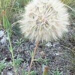 Taraxacum officinale花