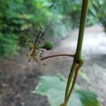 Vitis rotundifolia ഫലം