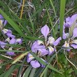 Iris unguicularis List