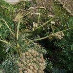 Seseli gummiferum 花
