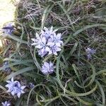 Hyacinthoides italica Λουλούδι