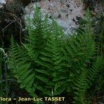 Dryopteris tyrrhena आदत