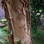 Melaleuca styphelioides Bark