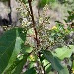 Maesa lanceolata Flower