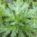 Heracleum mantegazzianum Levél