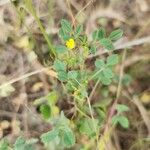 Medicago laciniata Συνήθη χαρακτηριστικά