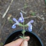 Salvia muiriiFlower