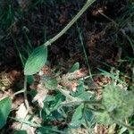 Phacelia mutabilis Foglia