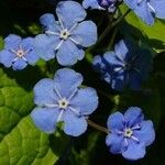 Omphalodes verna फूल