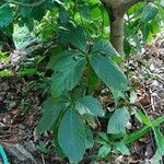 Combretum kraussii Leaf