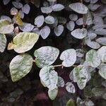 Ficus pumila Leaf