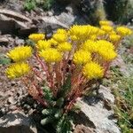 Petrosedum montanum Elinympäristö