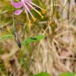 Prenanthes purpureaFlower