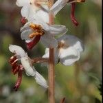 Pyrola rotundifolia പുഷ്പം