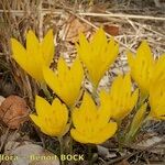 Sternbergia sicula आदत