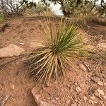 Yucca angustissima Leaf