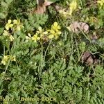 Diplotaxis siifolia Habit