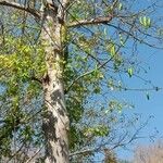 Ceiba pentandraHabit