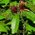 Calycanthus floridus Kwiat