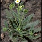 Phacelia brachyloba Συνήθη χαρακτηριστικά