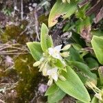 Callisia serrulata Flor