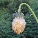 Cirsium erisithales Kvet