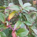 Cornus hongkongensis Blad